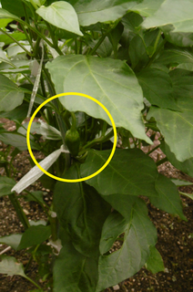 P1000262.png