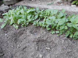 P1000324.JPG