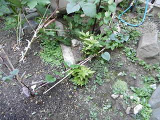 P1000327.JPG