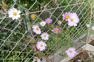 P1000333.JPG