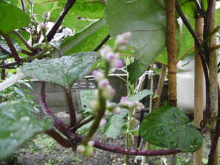P1000343.JPG