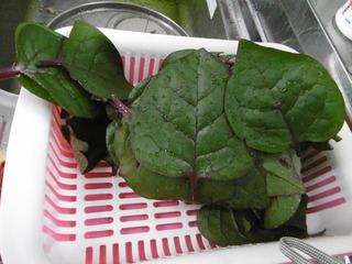 P1000351.JPG
