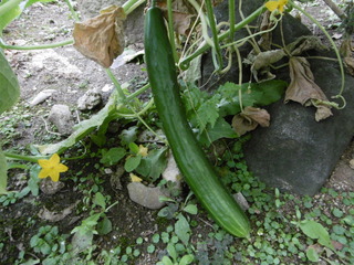 P1000417.JPG