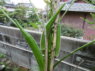 P1000418.JPG