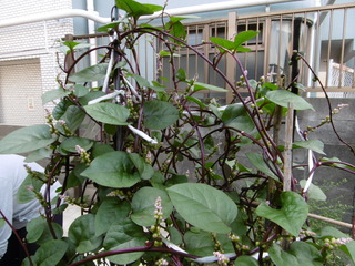 P1000419.JPG