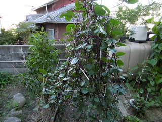 P1000431.JPG