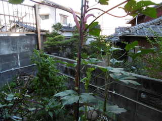 P1000432.JPG