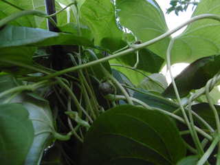 P1000436.JPG