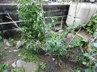 P1000461.JPG