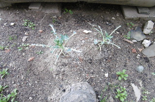 P1000497.JPG