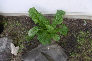 P1000499.JPG