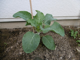 P1000564.JPG