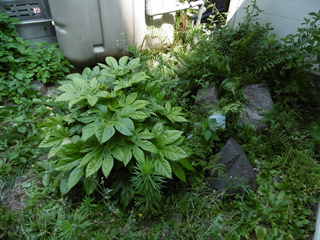 P1000644.JPG