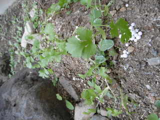 P1000766.JPG