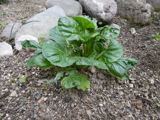 P1000784.JPG