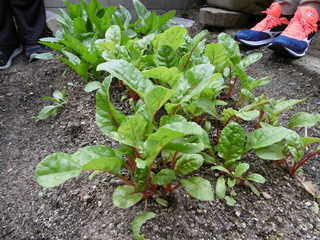 P1000785.JPG