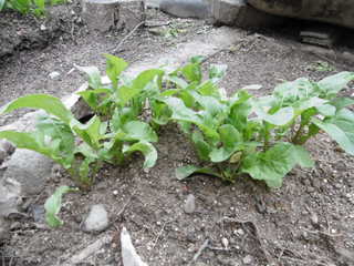 P1000786.JPG
