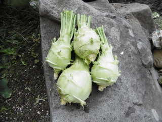 P1000901.JPG