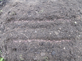 P1000917.JPG
