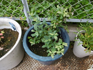 P1000972.JPG