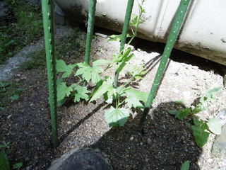 P1000977.JPG