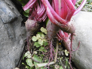 P1000986.JPG