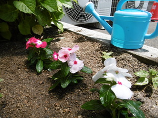 P1010005.JPG