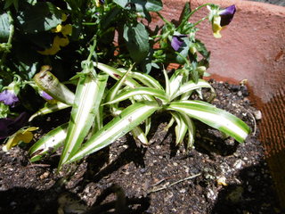 P1010007.JPG