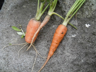 P1010026.JPG
