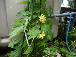P1010040.JPG