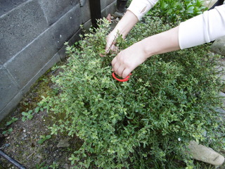 P1010045.JPG