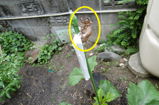 P1010114.png