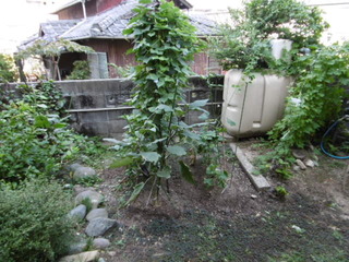P1010227.JPG