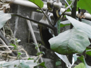 P1010284.JPG