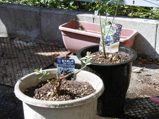 P1010307.JPG