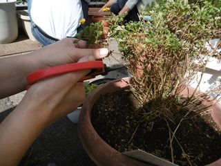 P1030269.JPG