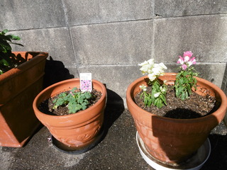 P1030283.JPG