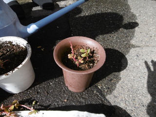 P1030285.JPG