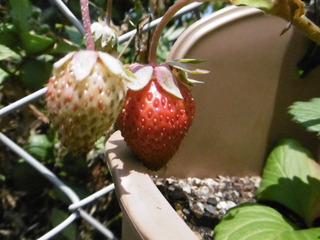 P1030743.JPG