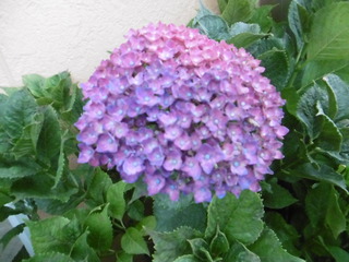 P1030746.JPG