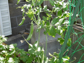 P1040005.JPG