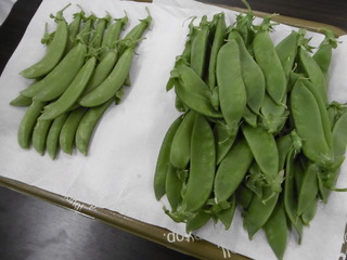 P1040017.JPG