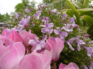 P1040025.JPG
