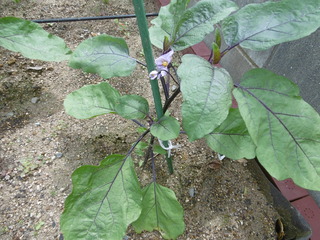 P1040100.JPG