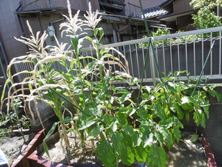 P1040228.JPG